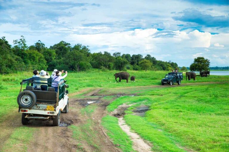 Wildlife Safari in Sri Lanka: Best National Parks to Visit