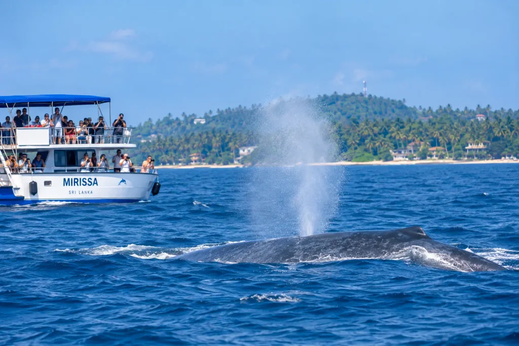 Mirissa Whale Watching
