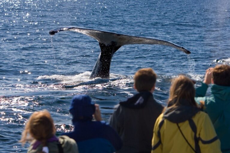 A Complete Guide to Whale Watching in Sri Lanka