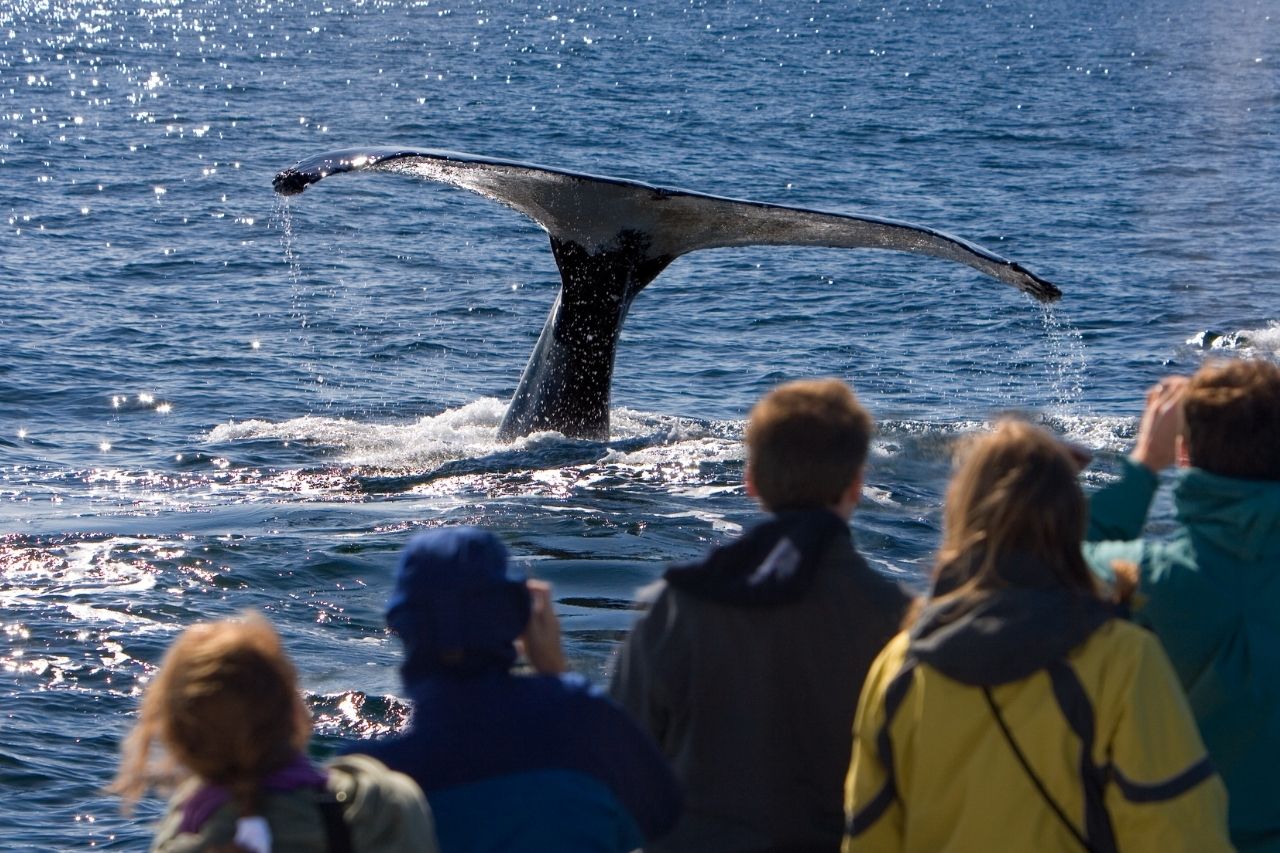 whale watching sri lanka