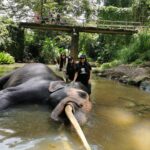 Bathing Elephants at Pinnawala 