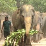 Elephants heading to River in Pinnawala