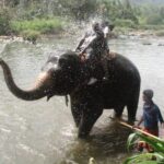 Enjoying an Elephant ride in Pinnawala