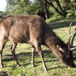 Visit to Horton Plains National Park Sri Lanka