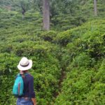 Tea plantation tour arranged by My Ceylon Trip