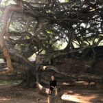 Large tree with many branches in Peradeniya Botanical Garden