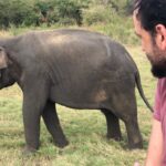 Closer look at the Elephants in Minneriya