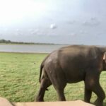 Evening Elephant watch at Minneriya Safari Park